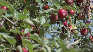 Calendar Angels (1972) Full Movie