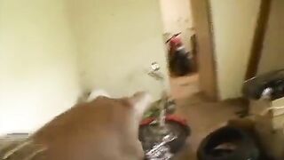 These Are Big Boobs, We Can Assent on That...