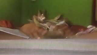 Tight cunt meets bound knob in wild rebellion