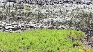 BREASTFEEDING MY HUNGRY MALE-OUTSIDE PUBLIC BREASTFEEDING- BOOB SUCKING OUTDOORS -PUBLIC SEX