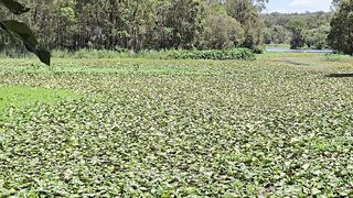 PUBLIC BREASTFEEDING PICNIC LUNCH 4 two-SUCKING BREASTS OUTSIDE -OUTDOOR BREAST SUCKING -PUBIC SEX