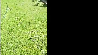 Trashy MILF spitting training plus on the ground outdoors peeing into the air as her Taskmaster bangs her with his foot. Preview