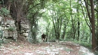 Wicked teen gets banged by a mature guide in the woods