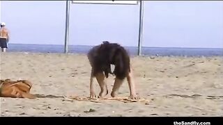 Lewd amateur couples are often banging on the nudist beach, in the midst of the day