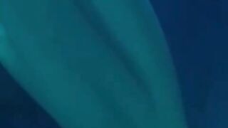 Big melons in Night