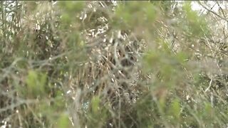 Bushy Ariadne bangs a hard cock