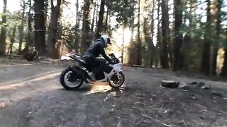 Sex in the Sequoias! We drilled on a 2,000 year old tree!