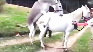 donkey matting movie with horse powerfull sex video