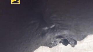 African slut take a long pee after a hot screw in an uncompleted house
