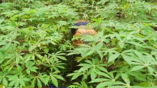 African lady is getting banged from the back, hoping that no one will see her