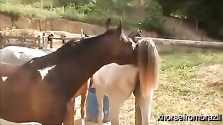 animals matting vids camera close up secene #two