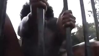 EBONY MUSCLED GIRL FBB BODYBUILDER Lupus23.