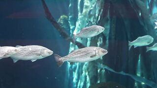 EACH WEEK VLOG IN MONTREAL - LUNA’S JOURNEY (VIDEO 37)